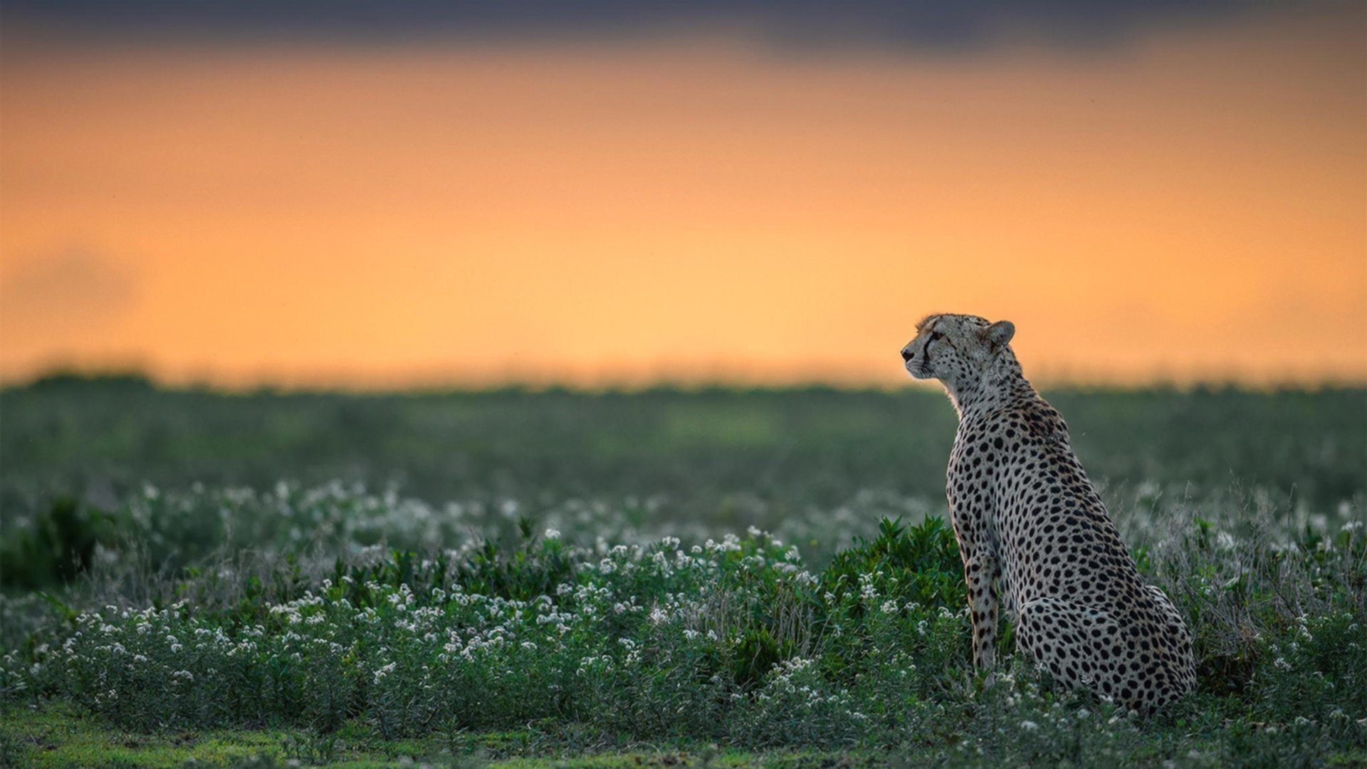 爱游戏-传统对决：经典球队之间的历史战役回顾，传统对决下载